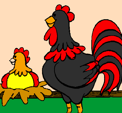 Galo e galinha