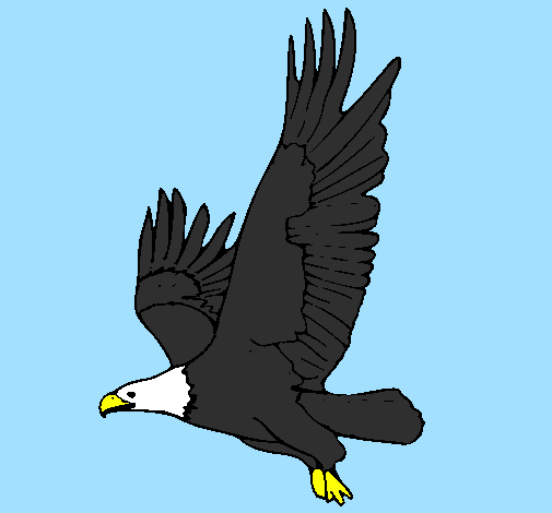 Desenho Águia a voar pintado por DOUGLAS