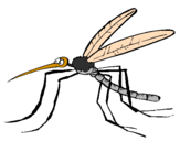 Desenho Mosquito pintado por surya