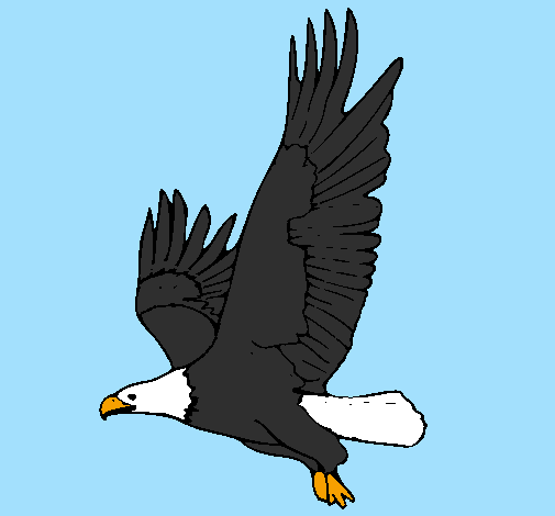 Desenho Águia a voar pintado por GAVIÃO