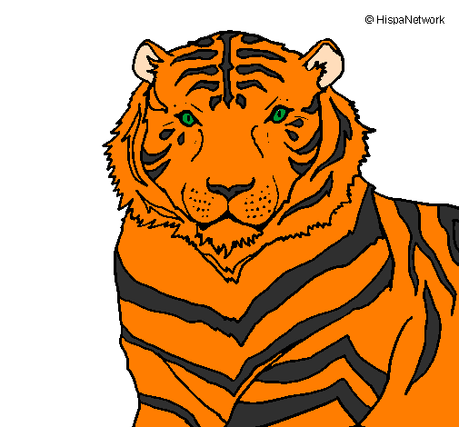 Desenho Tigre pintado por manolo
