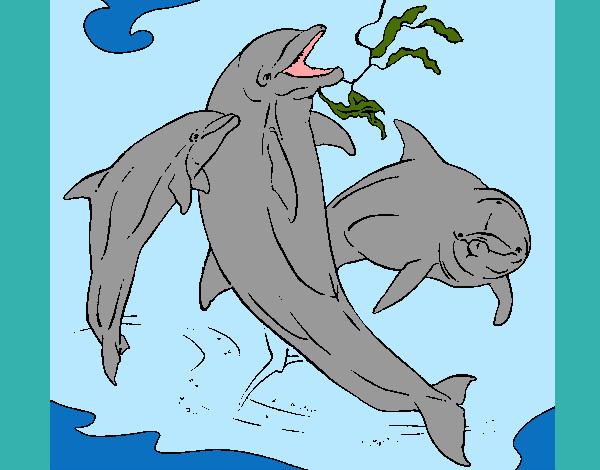 Golfinhos a pular
