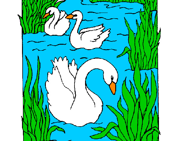Desenho Cisnes pintado por Soso