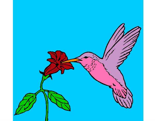 Desenho Colibri e uma flor pintado por Soso