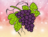Desenho Cacho de uvas pintado por DUDI