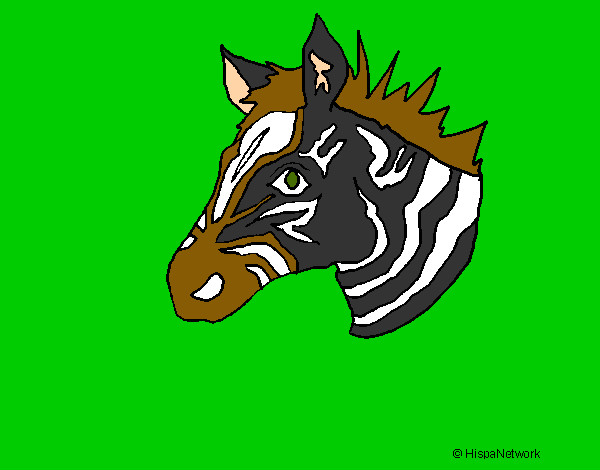 zebra  com o nariz  de melhor olfato