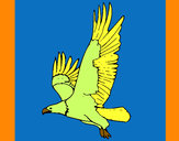 Desenho Águia a voar pintado por zilda