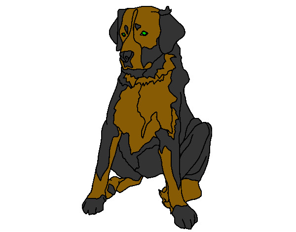 Desenho Labrador pintado por pollyanne