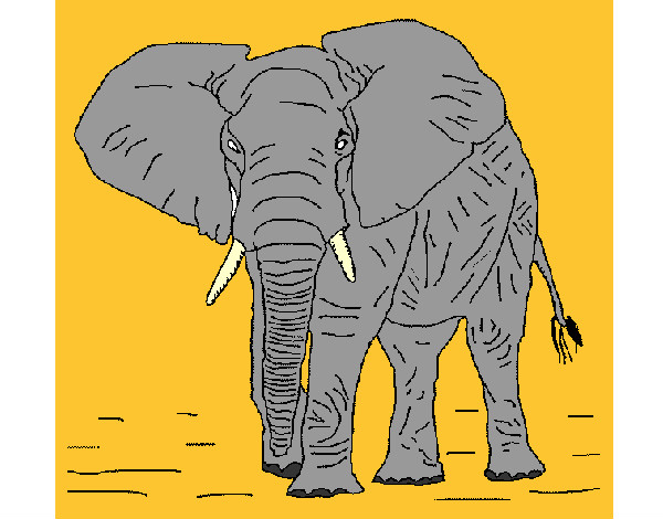 Desenho Elefante 1 pintado por alefe03