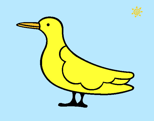 pássaro 