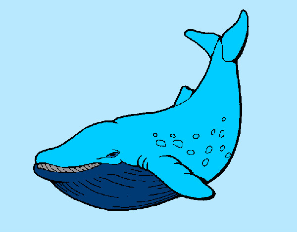Desenho Orca pintado por Ruben