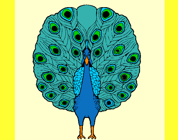 pavão azul real