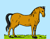 Desenho Cavalo andaluz pintado por Alessandra