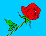 Desenho Rosa pintado por edilberto