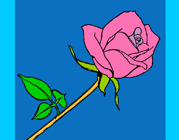 Desenho Rosa pintado por vall