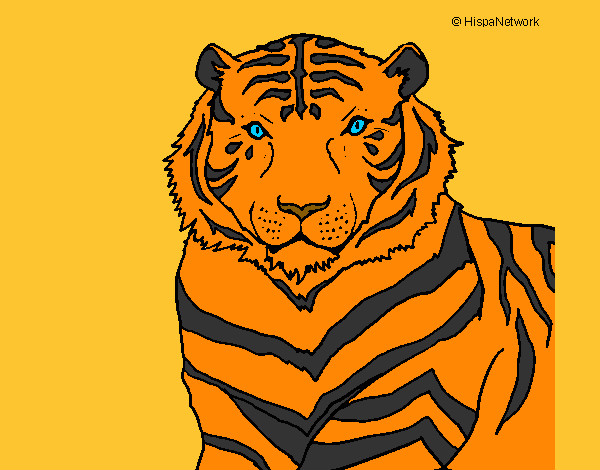 Desenho Tigre pintado por aninha10