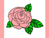 Desenho Rosa pintado por -Ariele-
