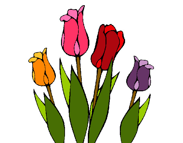 Desenho Tulipa pintado por flavia