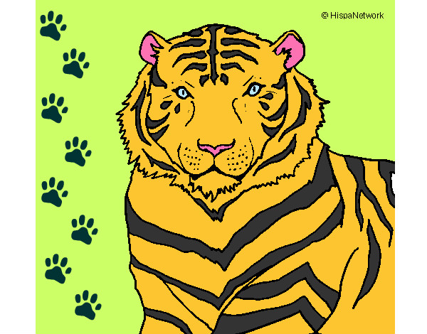 Desenho Tigre pintado por Cintia
