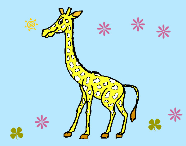 Girafa 1