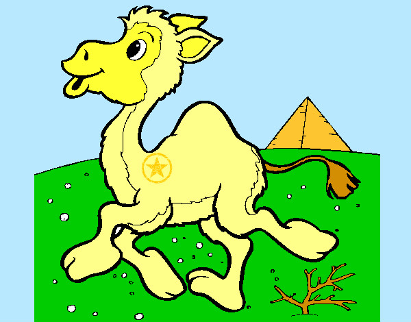 Desenho Camelo pintado por daniel23