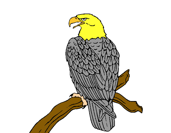 Desenho Águia num ramo pintado por JoaoVGomes