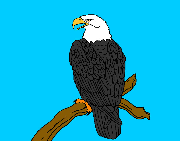 Desenho Águia num ramo pintado por Leal
