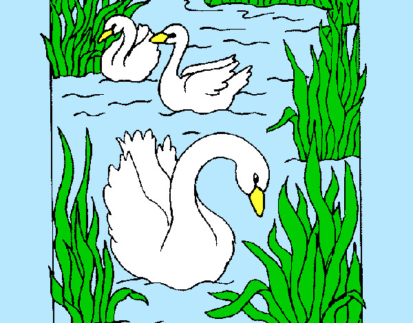 Desenho Cisnes pintado por Leal