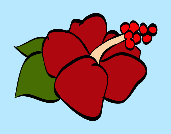 Desenho Lagunaria flor pintado por Vanuza