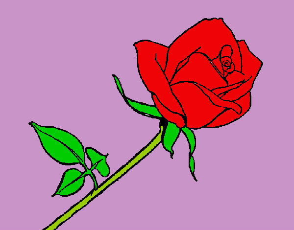 Desenho Rosa pintado por Bica