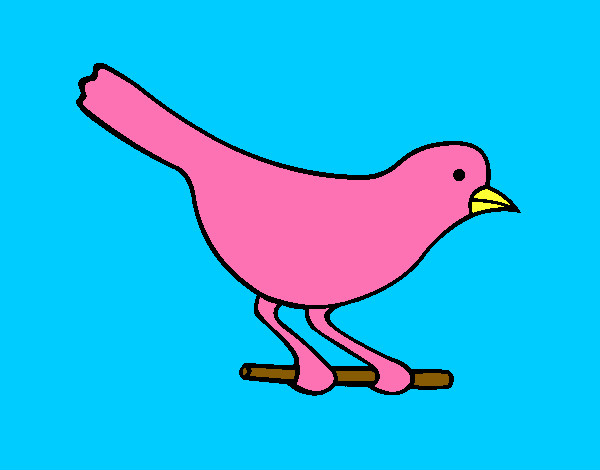 Pássaro 4