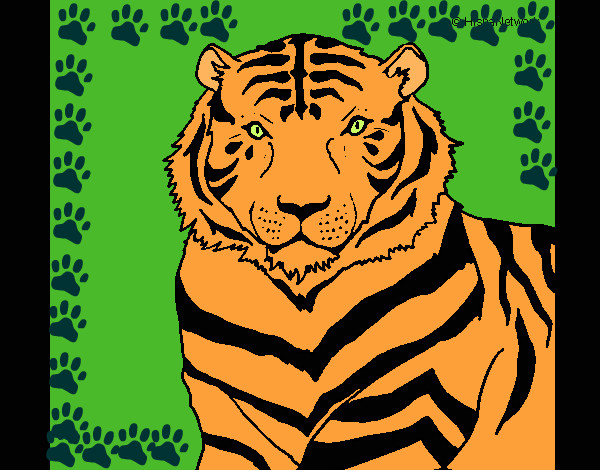 Desenho Tigre pintado por nayarinha