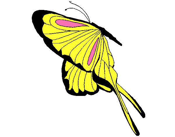 Desenho Borboleta com grandes asas pintado por daniel23