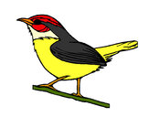 Desenho Pássaro silvestre pintado por damyellen