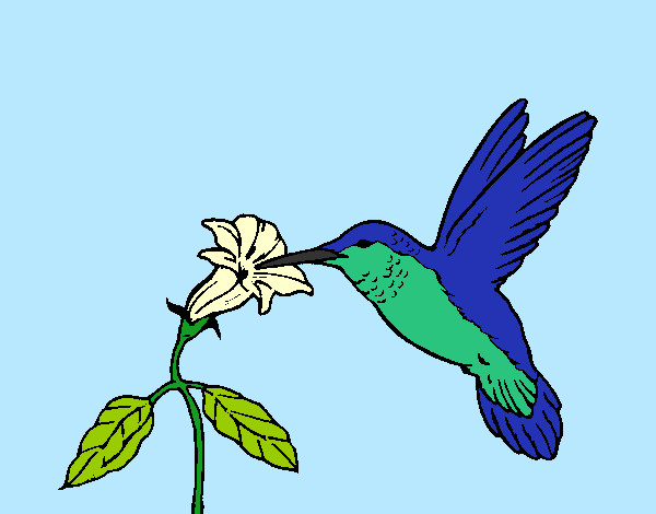 Colibri e uma flor