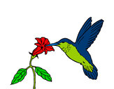 Desenho Colibri e uma flor pintado por matheus150