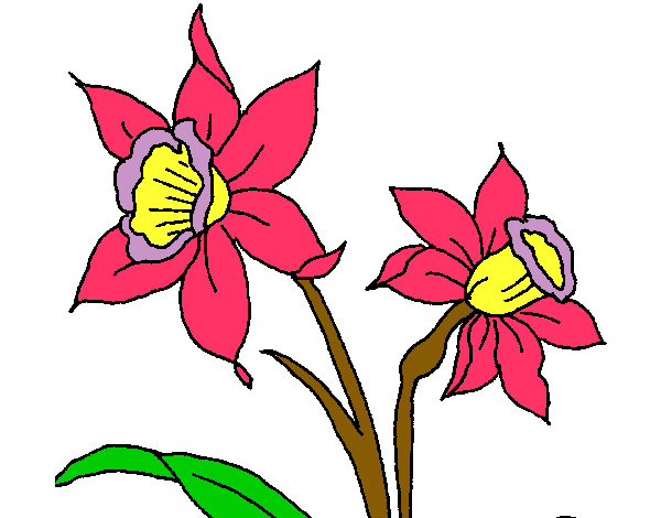 Desenho Orquídea pintado por sarinha