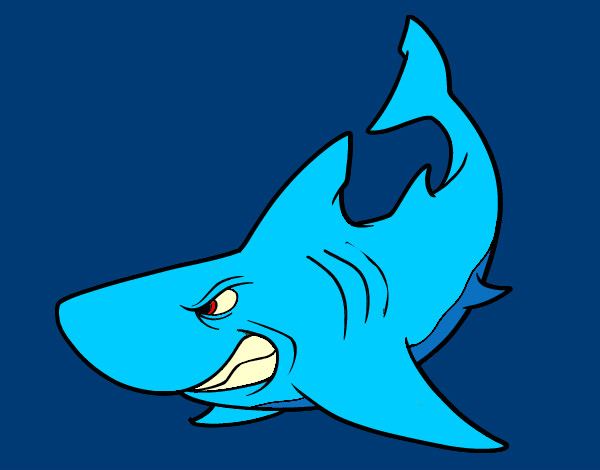 tubarão furioso