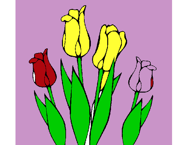 tulipas coloridas