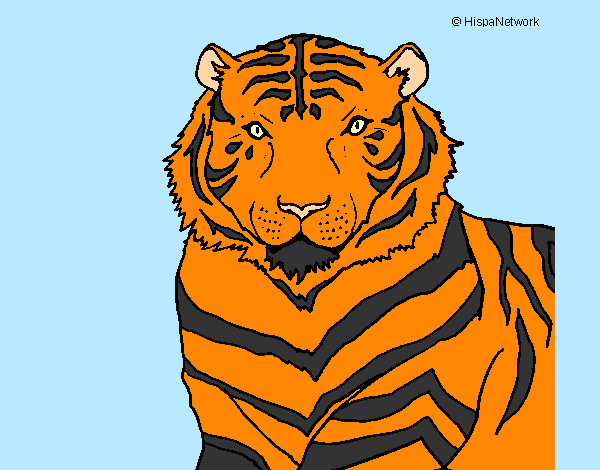 Desenho Tigre pintado por giovanny