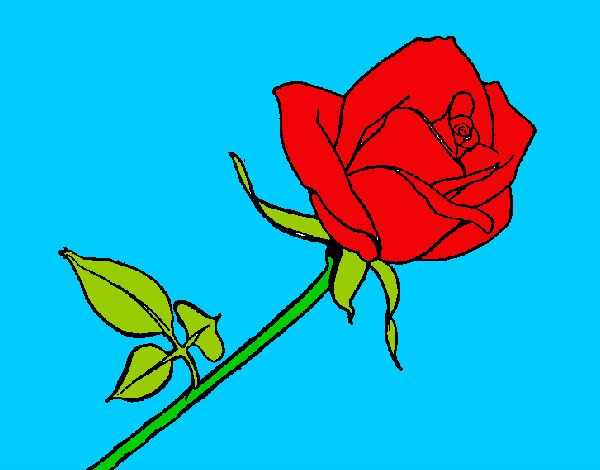 Desenho Rosa pintado por dheyd