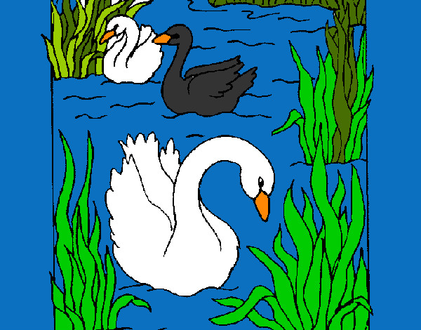 Desenho Cisnes pintado por Marinha