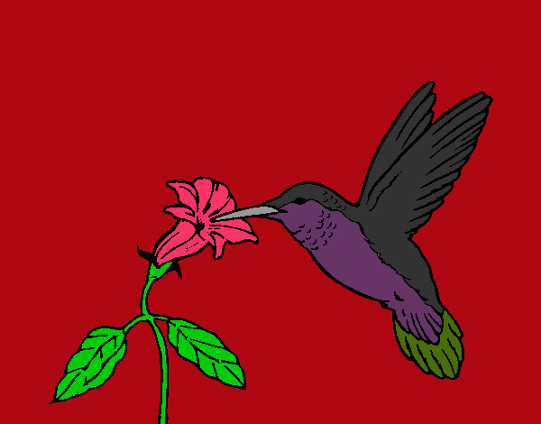 Desenho Colibri e uma flor pintado por Marinha