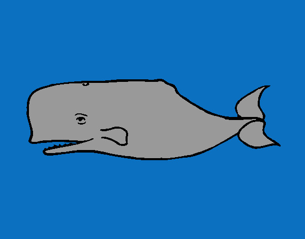 Desenho Baleia azul pintado por Bertha
