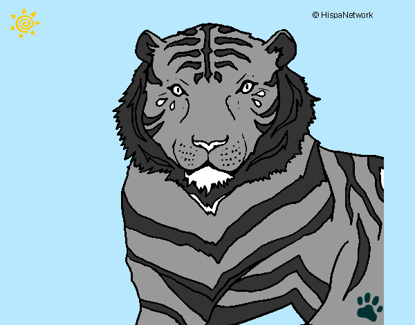Desenho Tigre pintado por jessy
