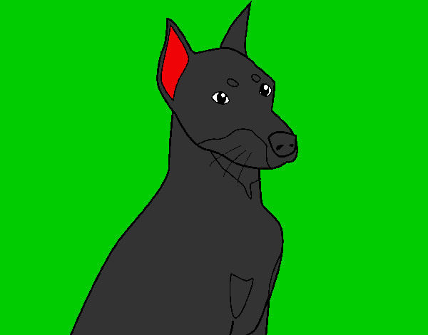Cão 2