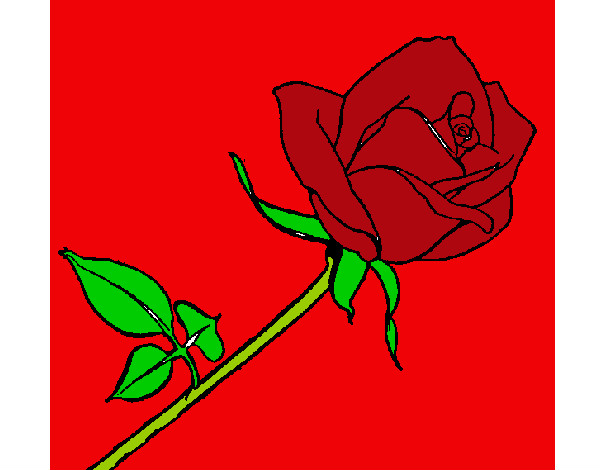 Desenho Rosa pintado por hemili 