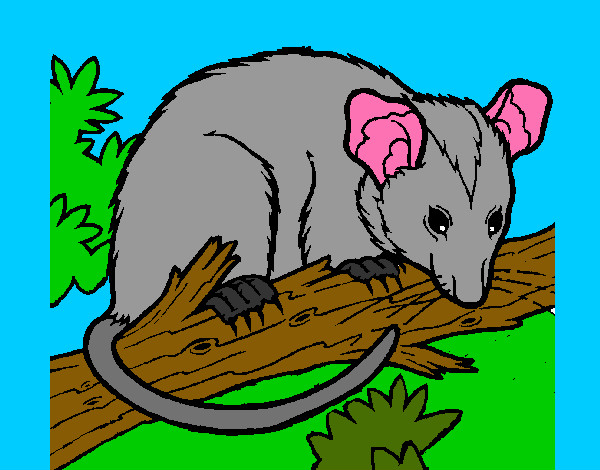 Desenho Ardilla possum pintado por ricardoa