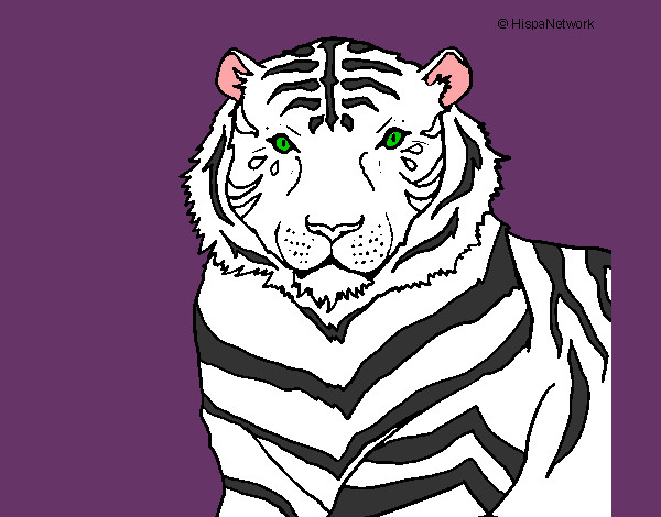 Desenho Tigre pintado por ruam 