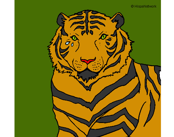 Desenho Tigre pintado por cambraia